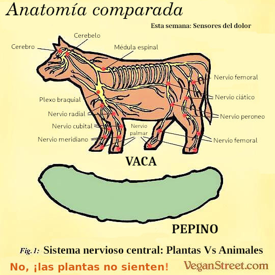 Anatomía comparada del sistema nervioso de una vaca y un pepino