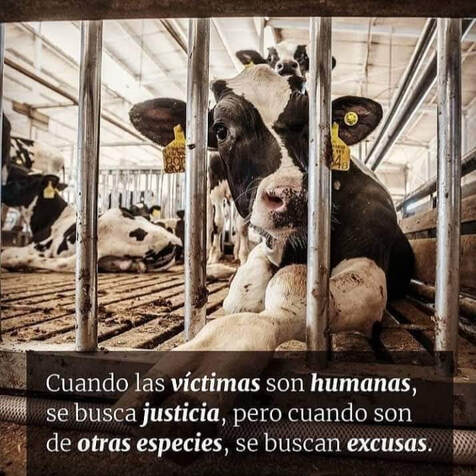 Cuando los animales son víctimas, se buscan excusas. Veganismo