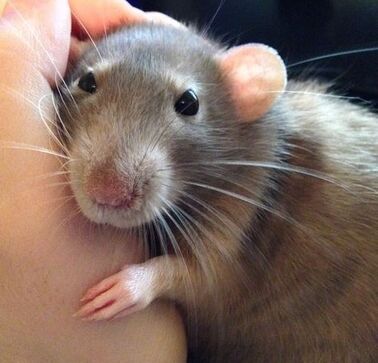 Rata adorable